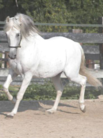 Naroui